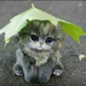 Meet your Posher, Jerry jing